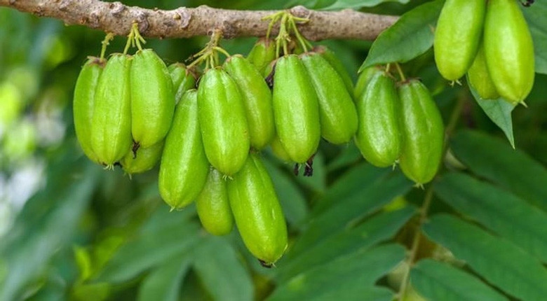 cara menghilangkan bekas semen di keramik: belimbing wuluh