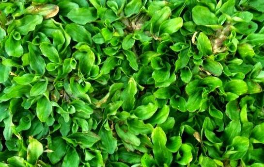 jenis rumput taman: gajah mini