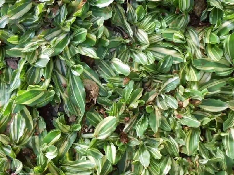 jenis rumput taman: gajah mini varigata