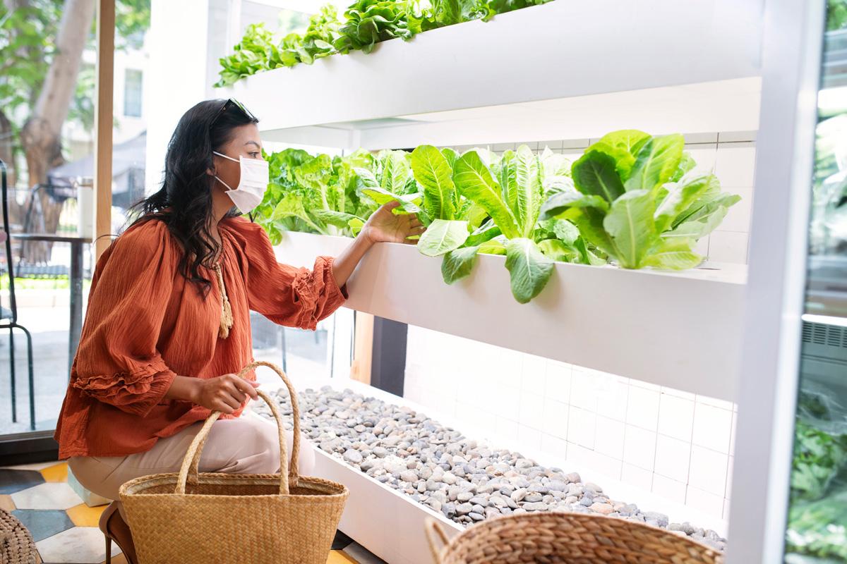 pengertian sistem kebun hidroponik