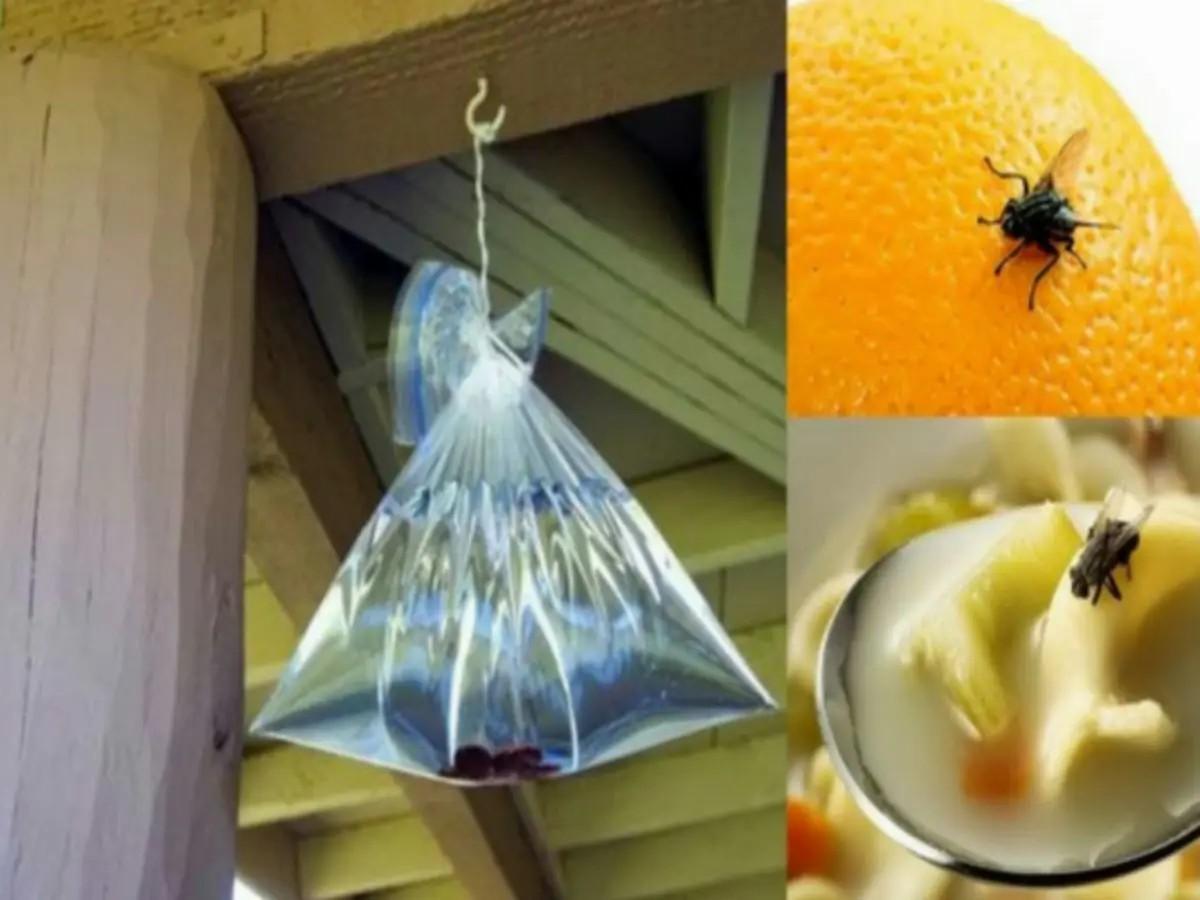 cara membuat perangkap lalat dengan plastik isi air