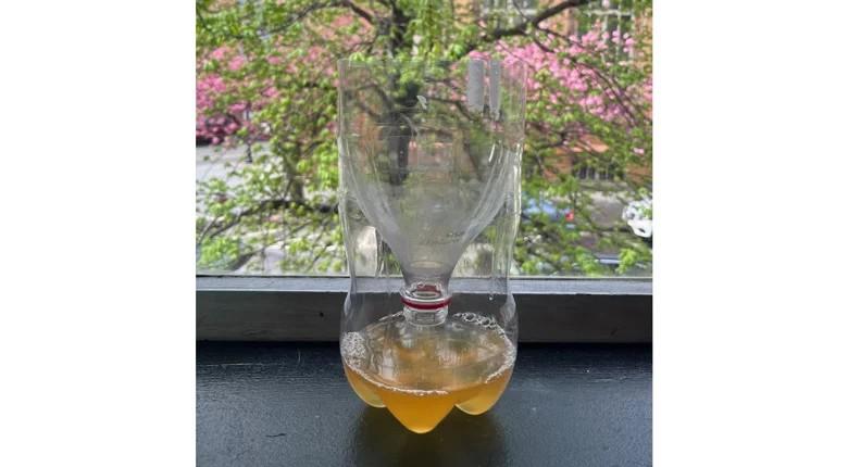 cara membuat perangkap lalat dari botol bekas