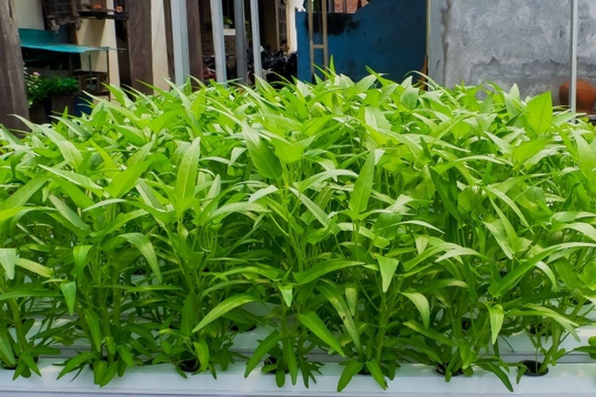 jenis tanaman hidroponik: kangkung