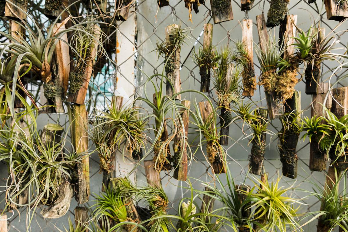 tips berkebun di lahan sempit: manfaatkan ruang vertikal