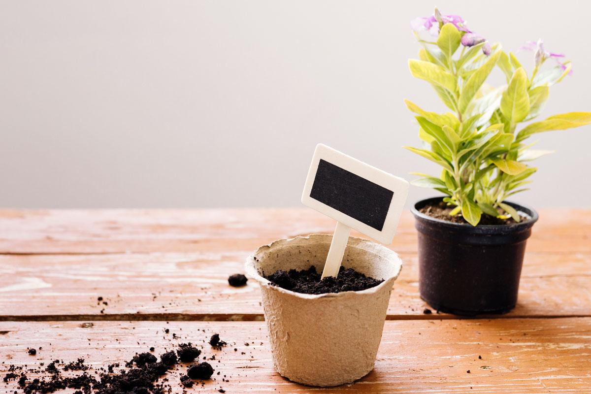 tips berkebun di lahan sempit: gunakan wadah yang kecil
