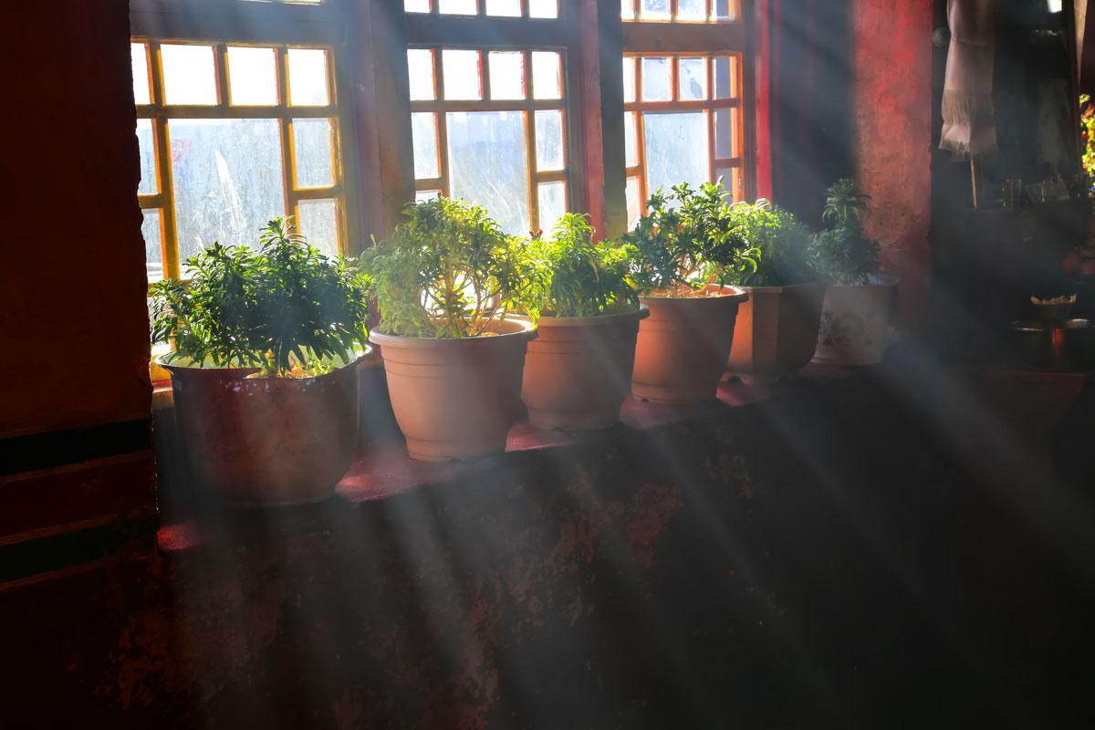 tips berkebun di lahan sempit: pastikan sinar matahari cukup