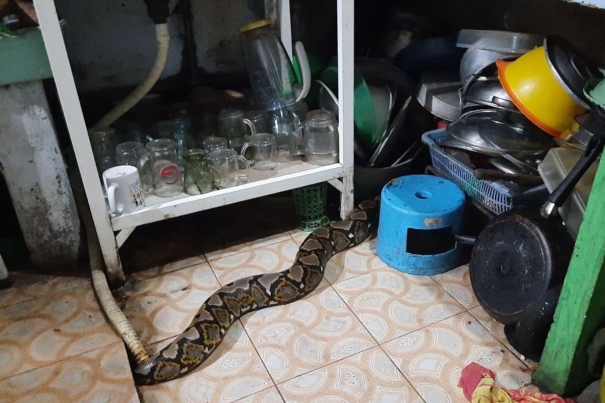 alasan ular suka bersarang di rumah