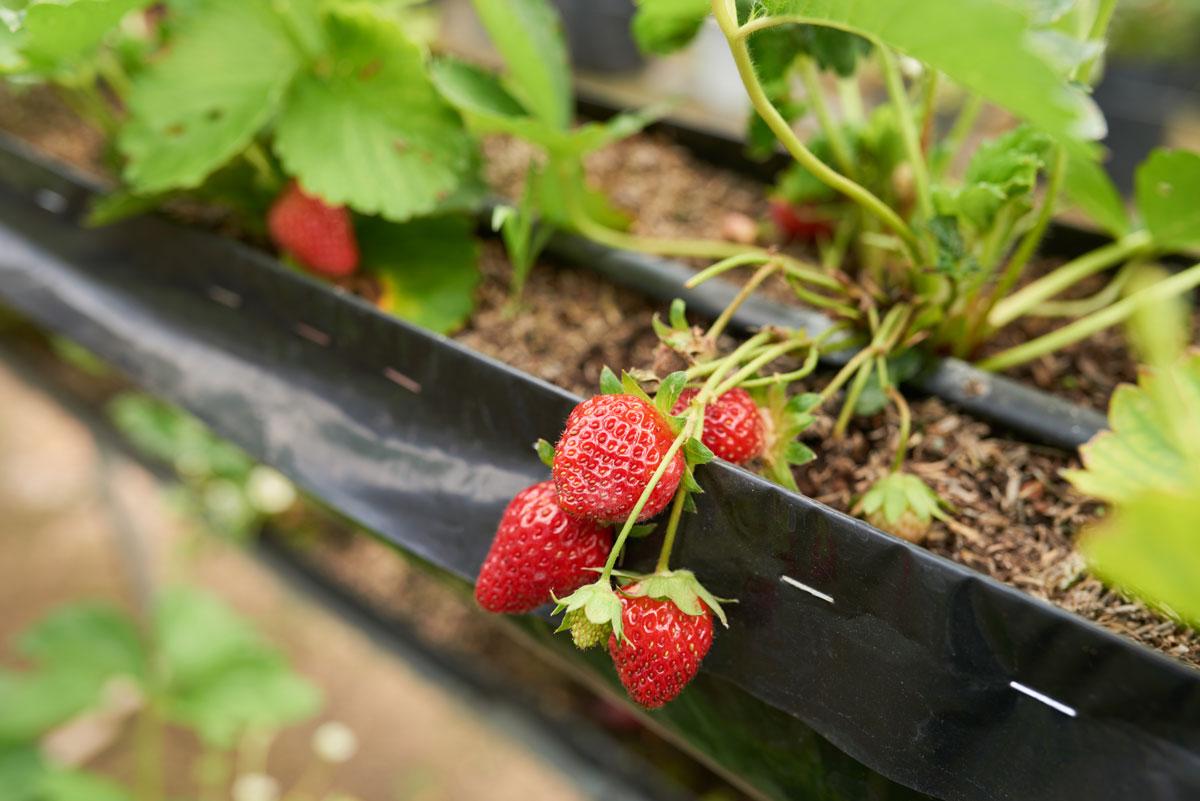 tanaman buah dalam pot: strawberry