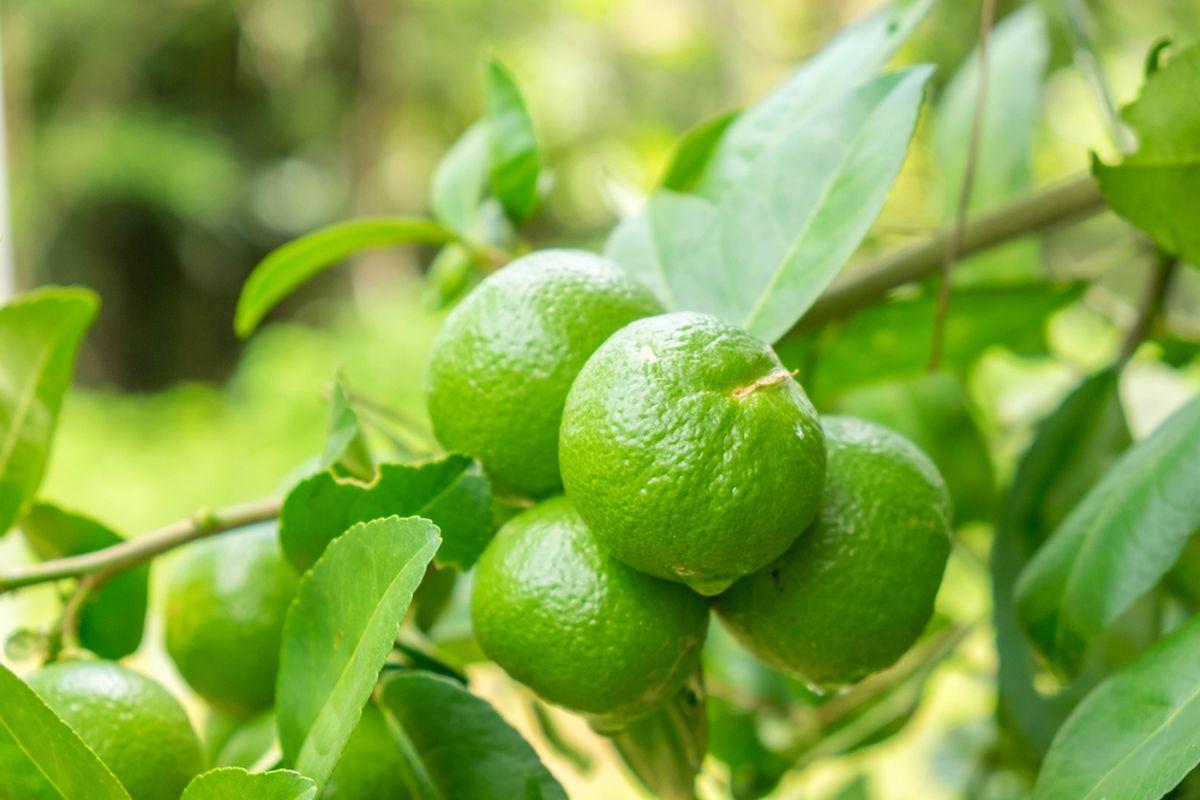 tanaman yang cocok di musim hujan: jeruk nipis
