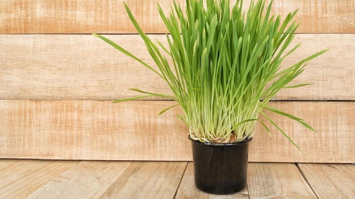 tanaman penahan longsor: akar wangi