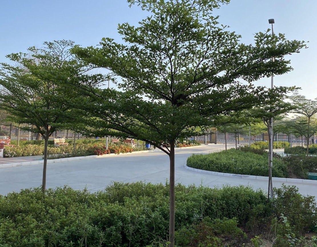 tanaman penahan longsor: ketapang kencana