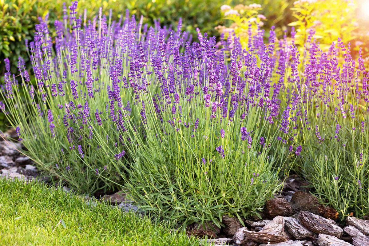 tanaman pengusir nyamuk di rumah: lavender