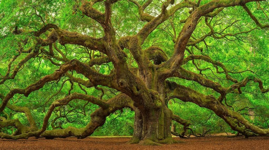 tanaman perusak pondasi: pohon oak