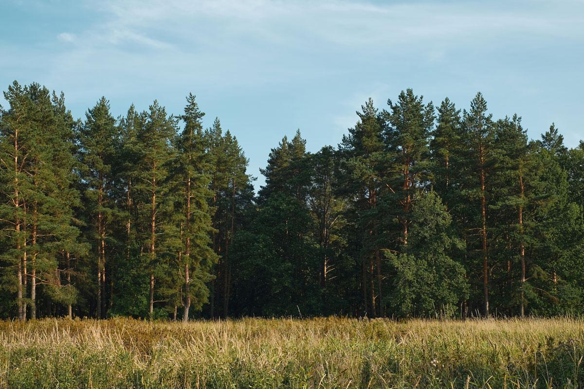 tanaman perusak pondasi: pohon pinus