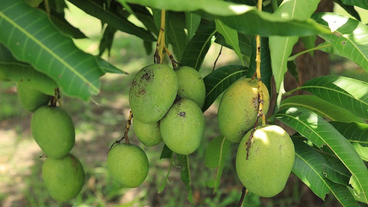 tanaman perusak pondasi: pohon mangga