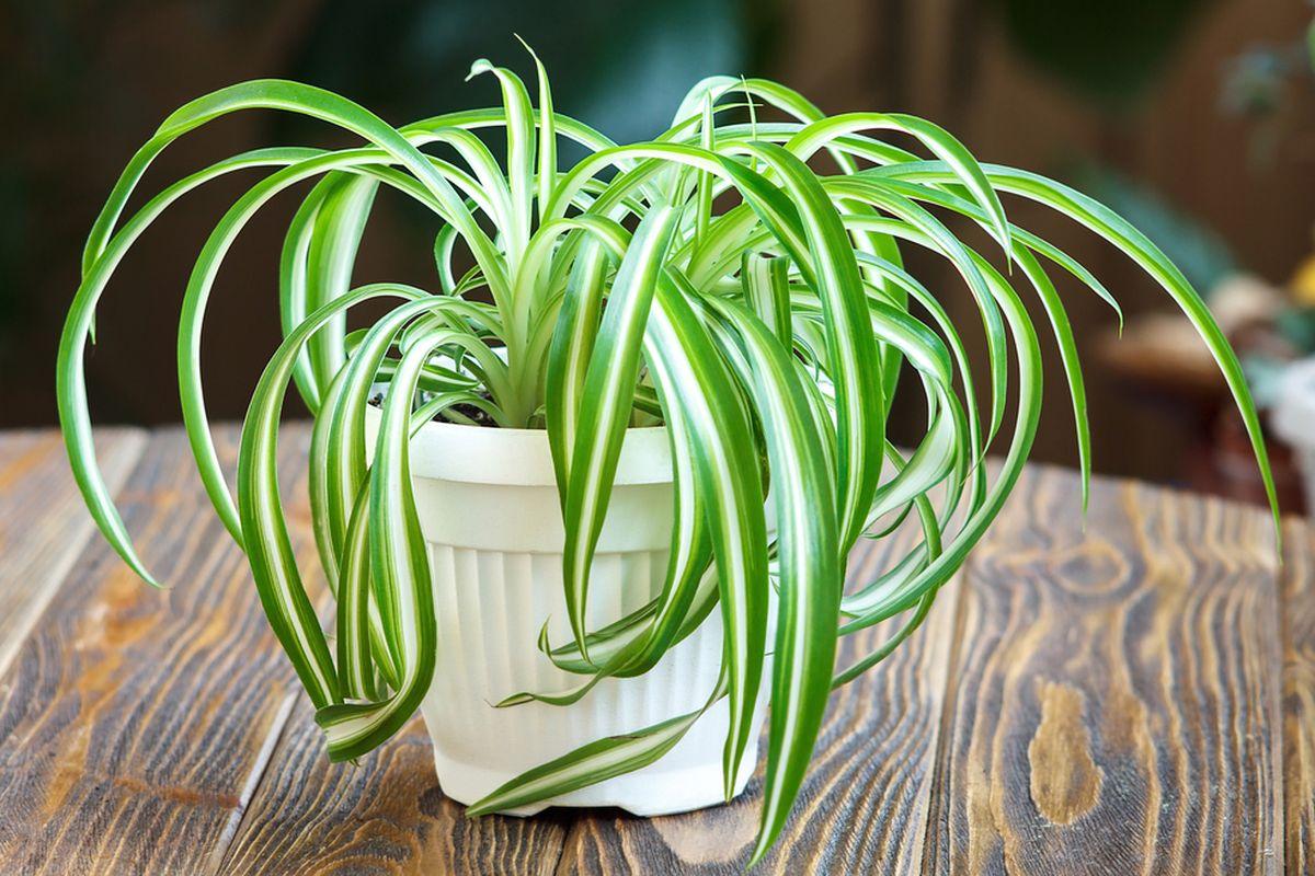 tanaman hias untuk kamar mandi: spider plant