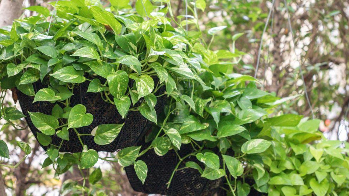 tanaman hias untuk kamar mandi: sirih gading