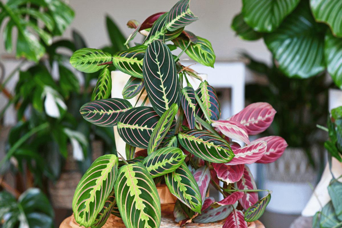 tanaman hias untuk kamar mandi: calathea