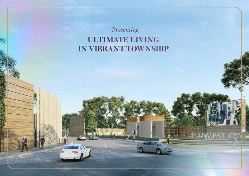 sakura indica harvest city