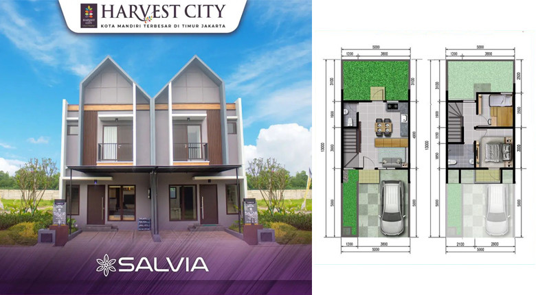 Sweet Alba Harvest City Salvia